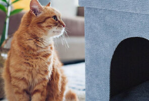 Katzenbedarf