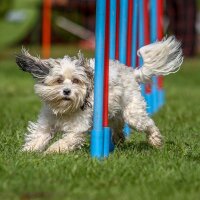 relaxdays Hundewippe Dog Agility braun 180,0 x 30,0 x 54,0 cm