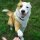 relaxdays Hundewippe Dog Agility braun 180,0 x 30,0 x 54,0 cm
