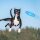 10 relaxdays Hundespielzeug-Set mehrfarbig