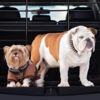 relaxdays Hundegitter Auto schwarz