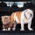 relaxdays Hundegitter Auto schwarz