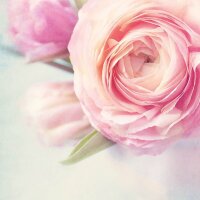 SIGEL Motivpapier Rose Garden Motiv DIN A4 90 g/qm 50 Blatt