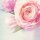 SIGEL Motivpapier Rose Garden Motiv DIN A4 90 g/qm 50 Blatt