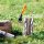 FISKARS® Sappie WoodXpert™ XA2 34,8 cm