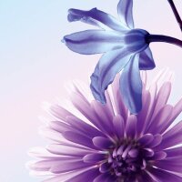 SIGEL Motivpapier Blue Emotion Motiv DIN A4 90 g/qm 50 Blatt