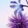 SIGEL Motivpapier Blue Emotion Motiv DIN A4 90 g/qm 50 Blatt