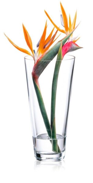 RONA Vase Ambiente transparent, 1 St.