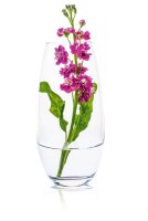 RONA Vase Ambiente transparent, 1 St.