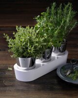 WMF Kräutertopf-Set Gourmet silber, 5-tlg., 3 St.
