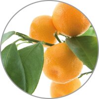 medisana Duftöl Orange Citrus 10,0 ml, 1 St.