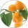 medisana Duftöl Orange Citrus 10,0 ml, 1 St.