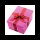 LEITZ Click & Store Aufbewahrungsbox 16,7 l pink 28,1 x 36,9 x 20,0 cm, 1 St.