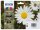 EPSON 18 / T1806 (Gänseblümchen) schwarz, cyan, magenta, gelb Druckerpatronen, 4er-Set