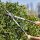 FISKARS® SmartFit™ HS86 Heckenschere