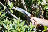 FISKARS® Astsäge SW-240 24,0 cm