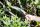 FISKARS® Astsäge SW-240 24,0 cm