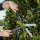FISKARS® HS52 Heckenschere