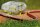 GARDENA Gartenschlauch Comfort FLEX 50,0 m