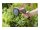 GARDENA Gartenbrause Comfort Beete