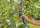 GARDENA AssistCut Gartenschere 3,6 V, mit 1 Akku