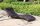 Garden Pleasure Sonnenliege Caracas braun Aluminium  ( 970139-1 )