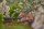 GARDENA Regulierventil Micro-Drip-System, 5 St.