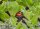 GARDENA Absperrventil Micro-Drip-System, 2 St.