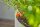 GARDENA Absperrventil Micro-Drip-System, 2 St.