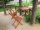 Garden Pleasure Sitzgruppe BERKLEY, braun Holz, 3-teilig