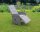 Garden Pleasure Gartenstühle mit Armlehnen SALERNO grau, Metall, 2 St.