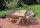 Garden Pleasure Gartenstühle mit Armlehnen Visalia beige, 4 St.