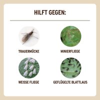SUBSTRAL® Naturen® Fruchtfliegenfalle Gelbsticker Bio gelb, 1 St.
