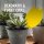 SUBSTRAL® Naturen® Fruchtfliegenfalle Gelbsticker Bio gelb, 1 St.