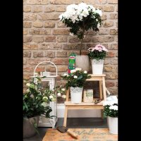 SUBSTRAL® Balkonblumen Düngerstäbchen 10 Stück