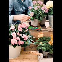 SUBSTRAL® Balkonblumen Düngerstäbchen 10 Stück
