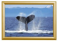 Showdown® Displays  Klapprahmen gold 45,1 x 62,5 cm,...