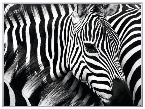 PAPERFLOW Wandbild Zebra, Aluminium, Kunstglas