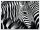 PAPERFLOW Wandbild Zebra, Aluminium, Kunstglas