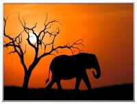 PAPERFLOW Wandbild Elefant, Aluminium, Kunstglas