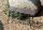 Garden Pleasure Gartenbank Lorin 950391 braun Metall 83,0 cm