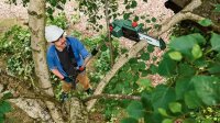 BOSCH Home & Garden UniversalChainPole 18...
