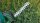 BOSCH Home & Garden AdvancedShear 18V-10 Grasschere 18,0 V, ohne Akku