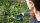 BOSCH Home & Garden AdvancedShear 18V-10 Grasschere 18,0 V, mit 1 Akku