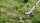 BOSCH Home & Garden AdvancedBrushCut 36V-23-750 Akku-Freischneider 36,0 V, mit 1 Akku