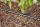 GARDENA Bewässerungs-Set Micro-Drip-System