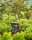 GARDENA Viereckregner Micro-Drip-System