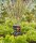 GARDENA Viereckregner Micro-Drip-System