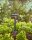 GARDENA Viereckregner Micro-Drip-System