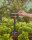 GARDENA Viereckregner Micro-Drip-System